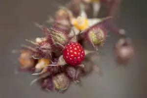 Rubus phoenicolasius 100-125 C4 - afbeelding 4
