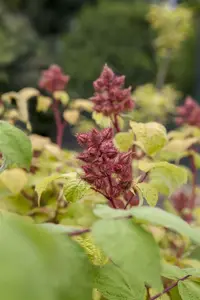Rubus phoenicolasius STRUIK   C - afbeelding 2
