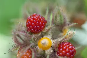 Rubus phoenicolasius STRUIK   C - afbeelding 3
