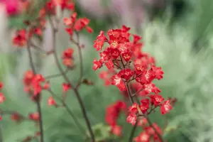 Ruby Bells - afbeelding 4