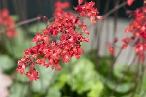 Ruby Bells - afbeelding 2