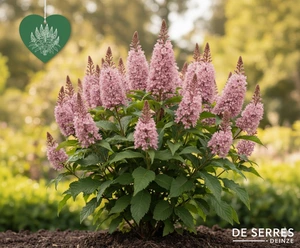 Clethra alnifolia 'Ruby Spice' C (30- 40)