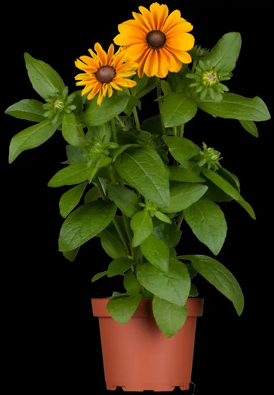 Rudbeckia hirta 'Cherokee Sunset' P9 - afbeelding 4