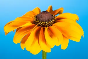 Rudbeckia hirta 'Cherokee Sunset' P9 - afbeelding 1