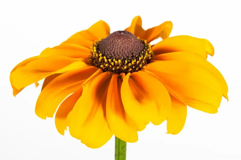 Rudbeckia hirta 'Cherokee Sunset' P9 - afbeelding 2