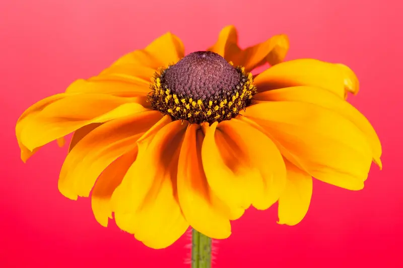 Rudbeckia hirta 'Cherokee Sunset' P9 - afbeelding 3