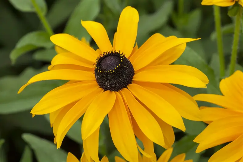 Rudbeckia hirta 'Cherokee Sunset' P9 - afbeelding 5
