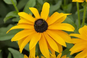 Rudbeckia hirta 'Cherokee Sunset' P9 - afbeelding 5