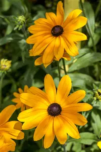 Rudbeckia hybr. 'Flamenco True Red' P9 - afbeelding 1