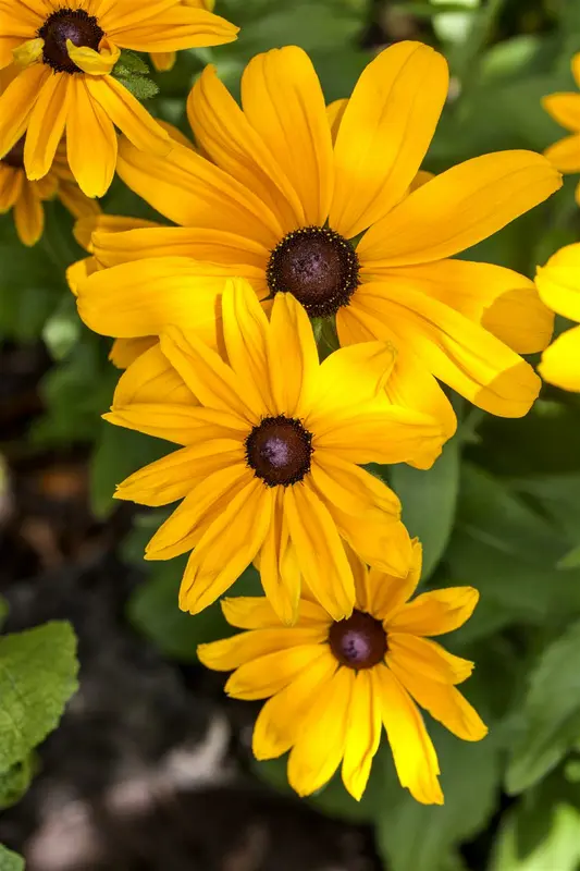 Rudbeckia hybr. 'Flamenco True Red' P9 - afbeelding 2