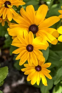 Rudbeckia hybr. 'Flamenco True Red' P9 - afbeelding 2