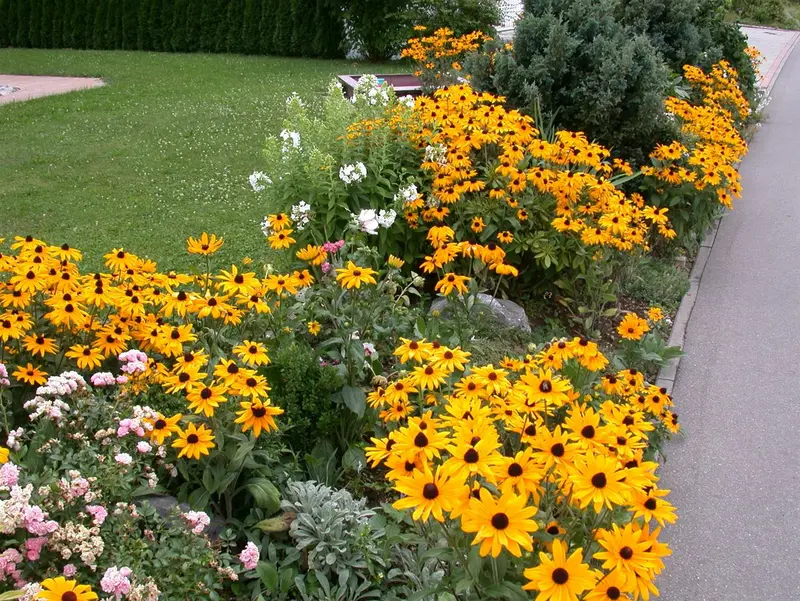 Rudbeckia hybr. 'Flamenco True Red' P9 - afbeelding 4