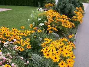 Rudbeckia hybr. 'Flamenco True Red' P9 - afbeelding 4