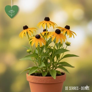 Rudbeckia missouriensis P9