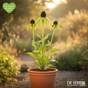 Rudbeckia occidentalis 'Green Wizard' P9