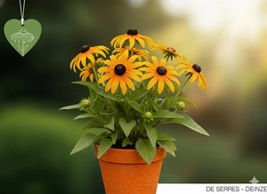 Rudbeckia subtomentosa 'Henry Eilers' P9