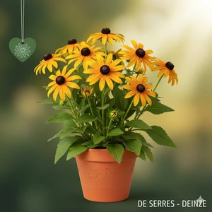 Rudbeckia subtomentosa P9