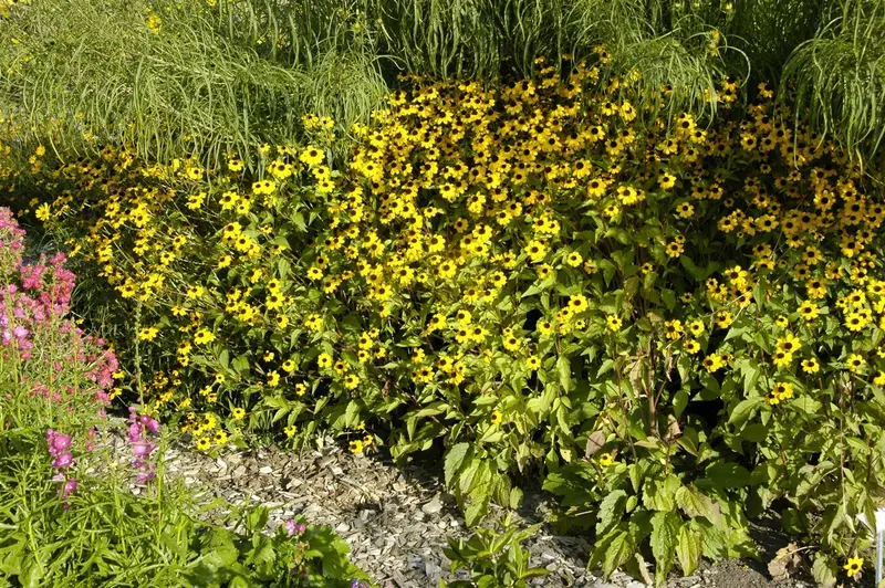 rudbeckia triloba 'blackjack gold' P9 - afbeelding 1