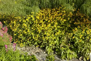 rudbeckia triloba 'blackjack gold' P9 - afbeelding 1