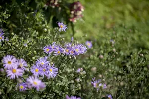 Aster amellus 'Rudolf Goethe' P9