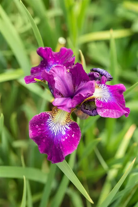iris sib. 'ruffled velvet' P9