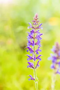 salvia nem. 'rügen' P9 - afbeelding 3
