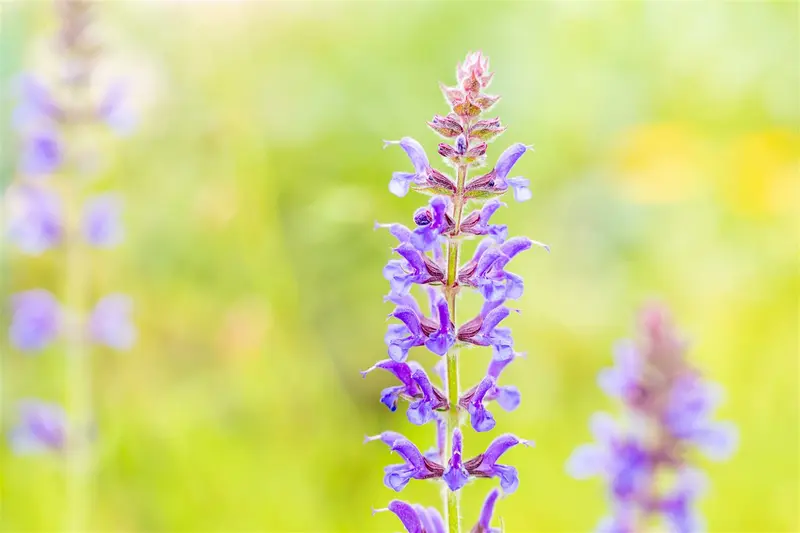 salvia nem. 'rügen' P9 - afbeelding 2