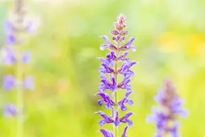 salvia nem. 'rügen' P9 - afbeelding 2