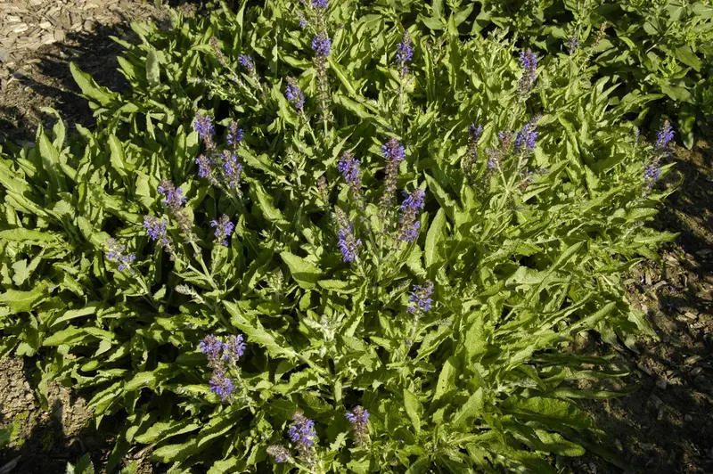 salvia nem. 'rügen' P9 - afbeelding 1