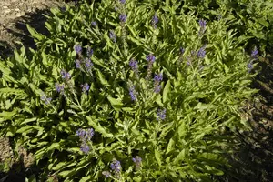 salvia nem. 'rügen' P9 - afbeelding 3