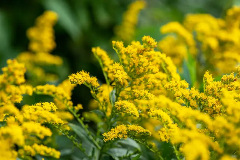 solidago rugosa P9