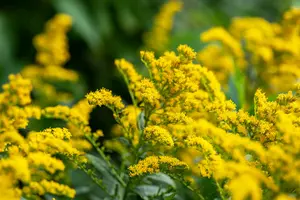 solidago rugosa P9