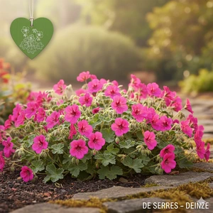 Geranium x riversleaianum 'Russel Prichard' P11