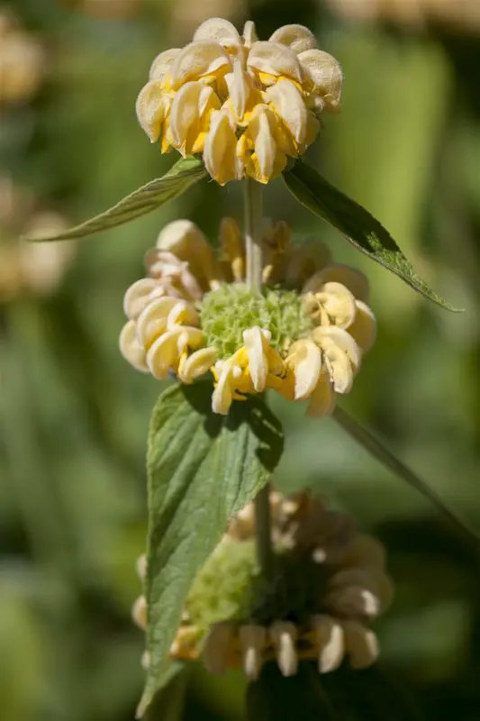 phlomis russeliana P9 - afbeelding 3