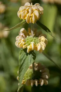 phlomis russeliana P9 - afbeelding 3