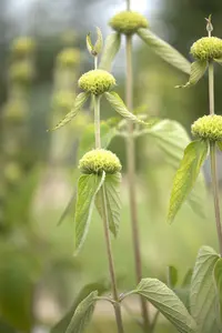 phlomis russeliana P9 - afbeelding 4