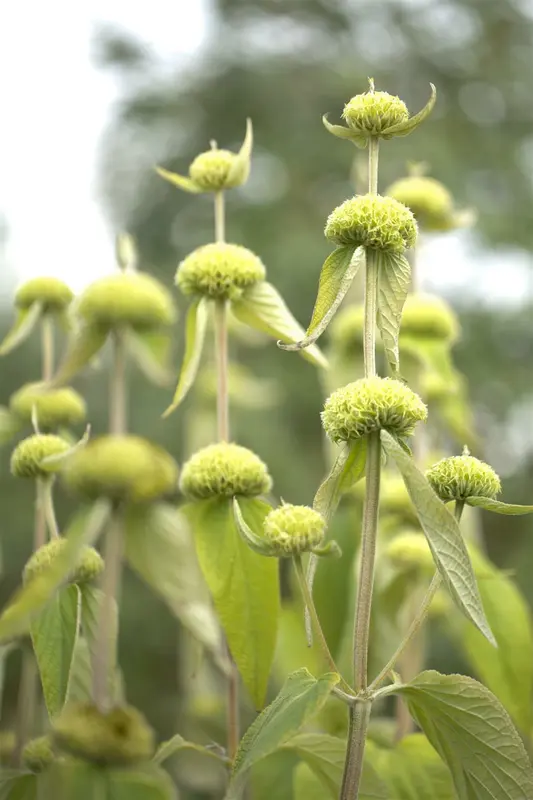 phlomis russeliana P9 - afbeelding 5