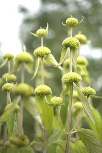 phlomis russeliana P9 - afbeelding 5