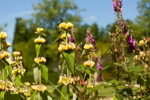 phlomis russeliana P9 - afbeelding 1