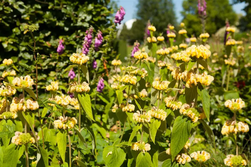 phlomis russeliana P9 - afbeelding 2