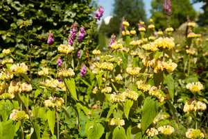 phlomis russeliana P9 - afbeelding 2