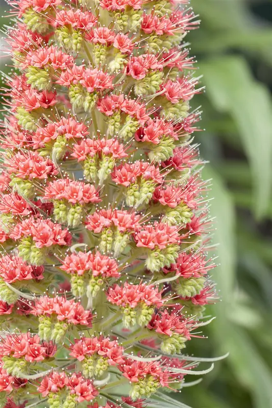 echium russicum ( e. 'rubrum') P9 - afbeelding 1