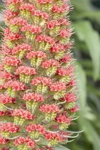 echium russicum ( e. 'rubrum') P9 - afbeelding 1