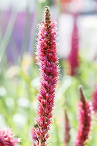 echium russicum ( e. 'rubrum') P9 - afbeelding 2