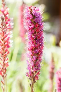 echium russicum ( e. 'rubrum') P9 - afbeelding 3
