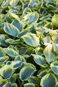 hosta hybr. 'sagae' ( fluct. 'variegated') P9