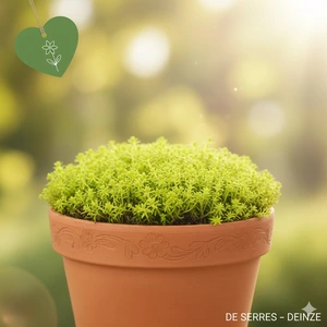 Sagina subulata 'Lime Moss' P9