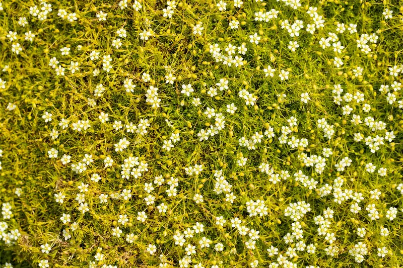 Sagina sub. 'Rucos' P9 - afbeelding 1