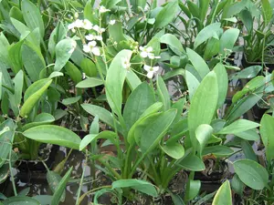 graminea - afbeelding 2