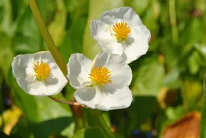 latifolia